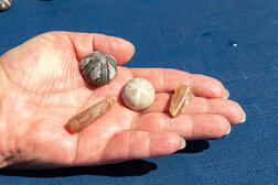 Seeigel/Donnerkeile: Fossilienfunde am Ostseestrand der Eckernförder Bucht