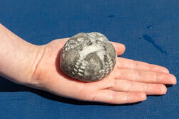 Versteinerter Seeigel: Fossilienfund in der Eckernförder Bucht