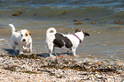 Urlaub mit Hund: Ostsee Campingplatz Hemmelmark